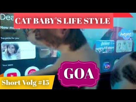 OUR CAT BABYS LIFESTYLE GOA Short Vlog #15