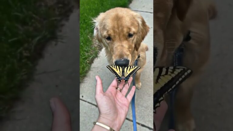 Oops! 🐶 Dog Eats Butterfly by Mistake 🦋😂 | Funny & Unexpected Moment!